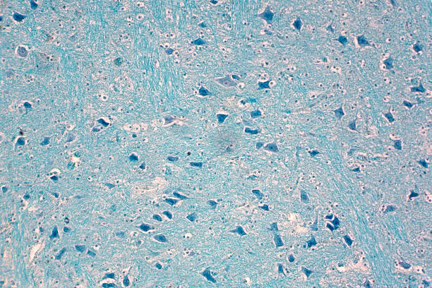 istock Cross section of spinal cord under the microscope view. Histological for human physiology. 1141319715