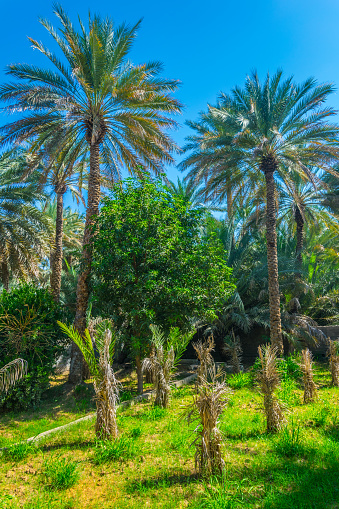 View of the unesco enlisted oasis in Al Ain, UAE