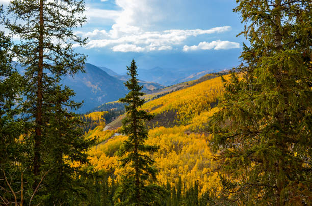 istock Autumn colors as aspen tree change in Colorado 1141320817