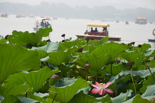 Pink lotus flower and lotus leaves in foreground on Chinese lake. Tourist peddle boats (pedalos) on misty lake in background. Summer Palace, Beijing - Kunming Lake.
