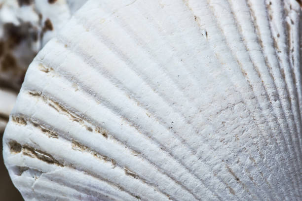 istock Background of seashell close-up macro. Mollusk seashell texture. 1141320889