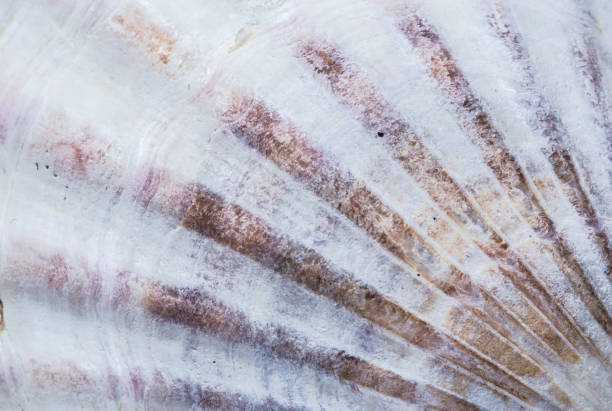 istock Background of seashell close-up macro. Mollusk seashell texture. 1141320951