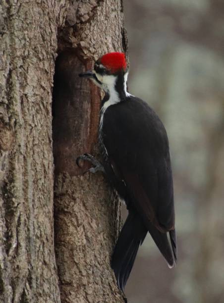 istock Pileated Woodpecker 1141321640