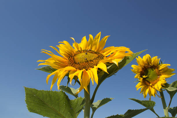 Sunflower and blue skies stock photo