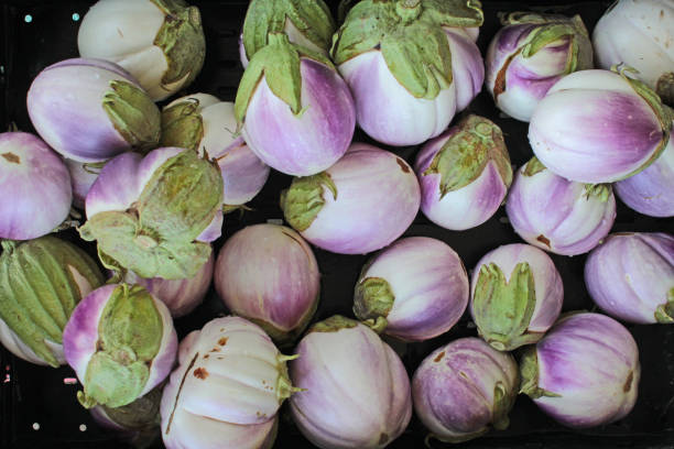 Italian Eggplant stock photo