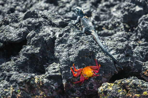 istock Galapagos Crab and Iguana 1141323560
