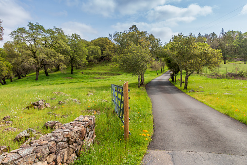 A long narrow road leads into a grouping of trees on both sides. A stone wall and metal gate is on the left. California poppies and green grass is on both sides. A blue sky with clouds are behind.