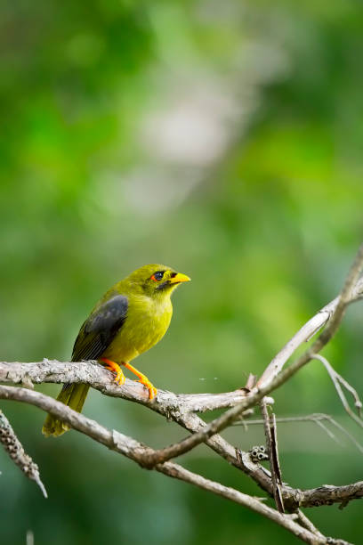 istock Bell Miner  or Bellbird (Manorina melanophrys) 1141327561
