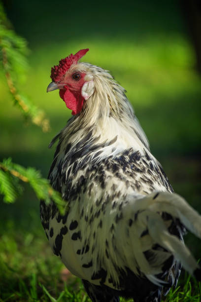 The Silver Spangled Hamburg or Hamburgh rooster