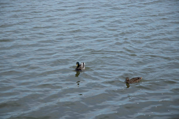 istock ducks swim in water 1141328373