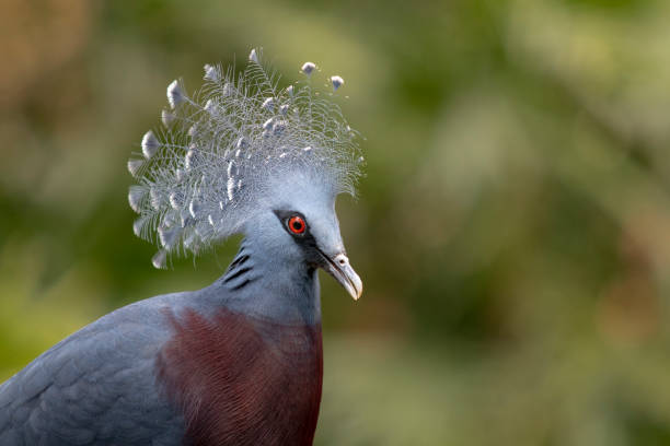istock Victoria Crowned Pigeon facing camera 1141328388
