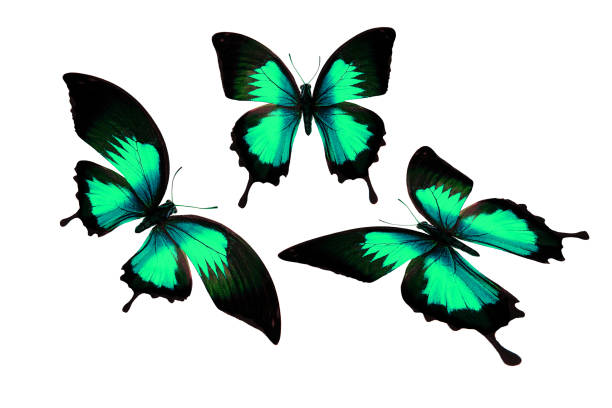 istock set of colored tropical butterflies isolated on white background 1141329029