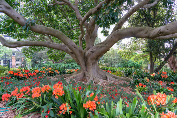 istock Large old tree in the park surrounded by bright orange lily flowers 1141329217