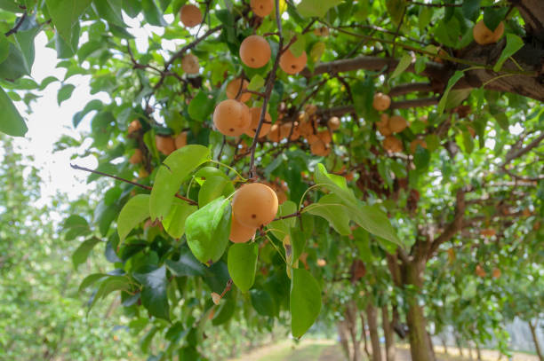istock Ripe yellow nashi pears on a tree 1141329228