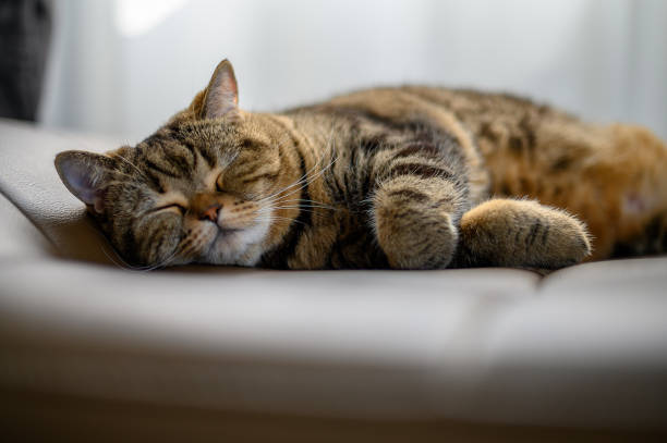 istock Cute cat little sleeping cat sleeping in her dreams 1141330120