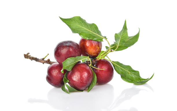 istock Ref cherry plum with green leaves isolated on white background 1141331724