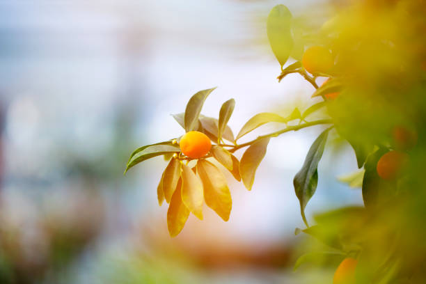 Ripe Kumquat Fruit on Small Tree in Garden