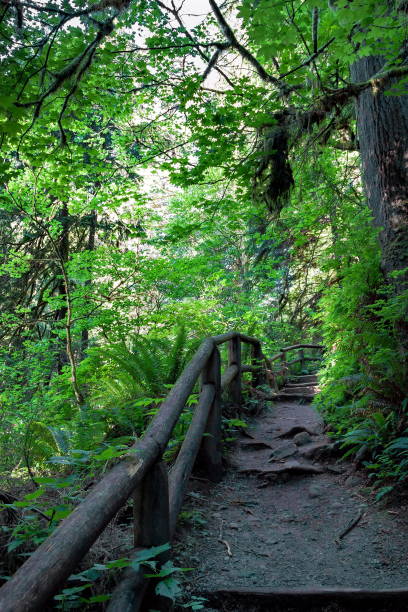 istock Wooden walkway on a hiking trail 1141334476