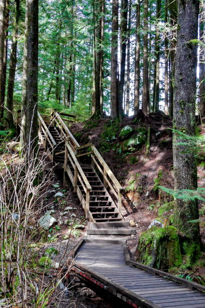 istock Wooden walkway on a hiking trail 1141334477