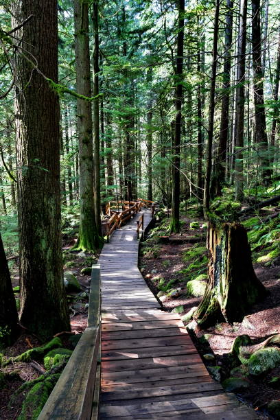 istock Wooden walkway on a hiking trail 1141334479