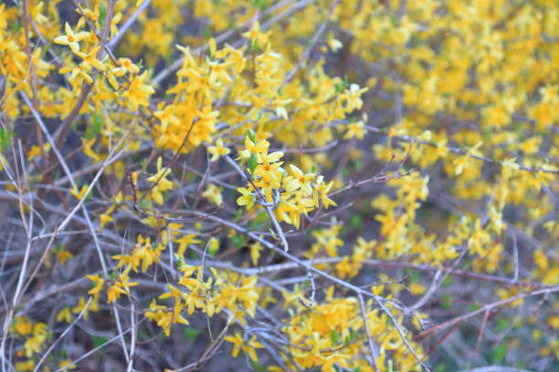istock Blooming forsythia flowers 1141336437