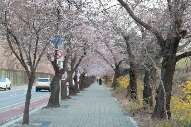 istock Cherry blossom street 1141336445