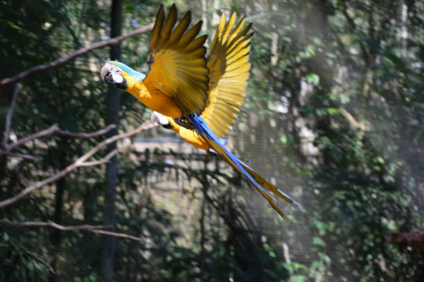 istock Two flying Blue-and-yellow macaw (Ara ararauna) 1141337044