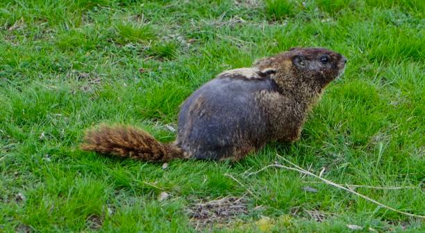 istock Palouse Falls Mangy Marmot 1141337051