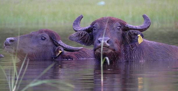 istock Water Buffalo Couple Sri Lanka 1141339869
