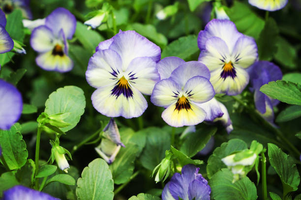 istock Colorful pansy viola flowers 1141340983