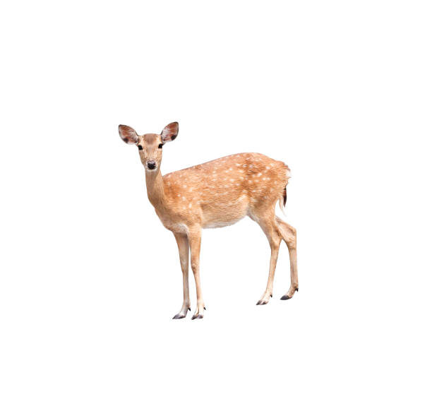 istock Young dear standing isolated on white background with clipping path 1141341045