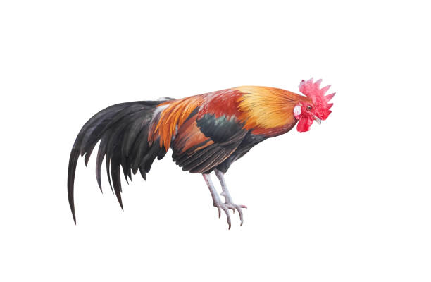 istock Colorful fighting cock standing isolated on white background with clipping path 1141341724