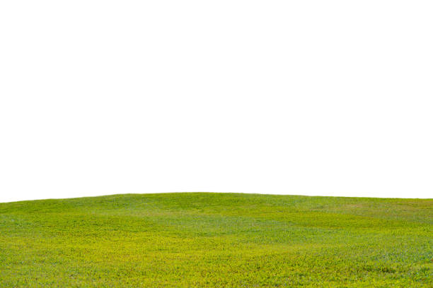 istock green grass field isolated on white background. 1141341750