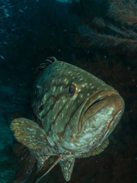 istock Mycteroperca acutirostris-Los roques Venezuela 1141341910