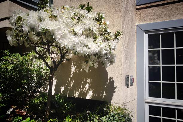 istock Blooming white flowers and window 1141342629