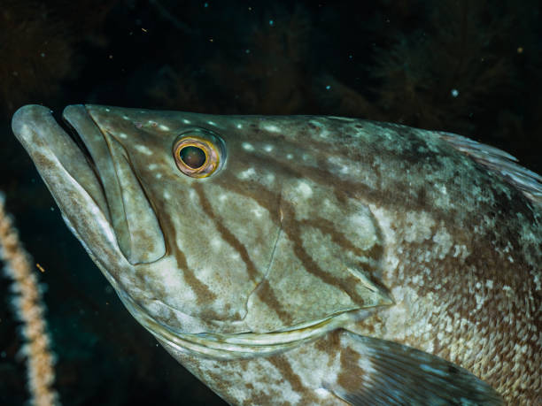 istock Mycteroperca acutirostris-Los roques Venezuela 1141344775
