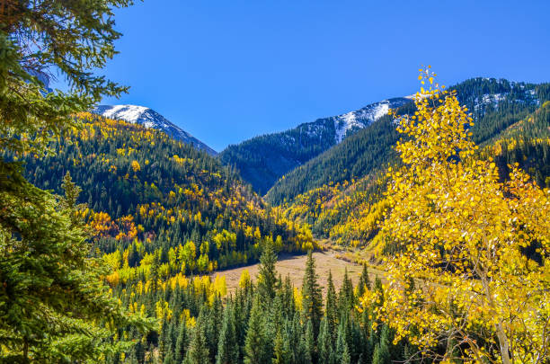 istock Autumn colors as aspen tree change in Colorado 1141346812