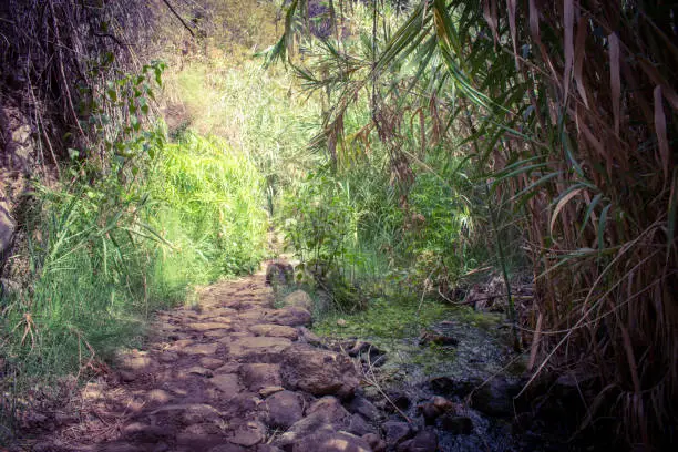 A path leading to a beutifull waterfall in la  gomera