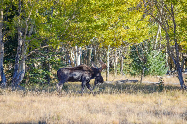 istock Moose and Autumn colors as aspen tree change in Colorado 1141347379