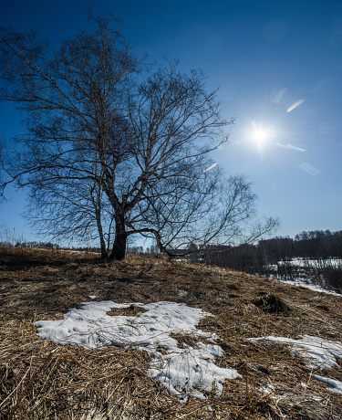 Spring in the meadow, lies not melted snow, the bright sun shines, in the background is birch.