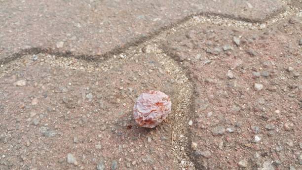 istock Ginkgo Biloba nut or fruit on  paved red brick floor 1141347853