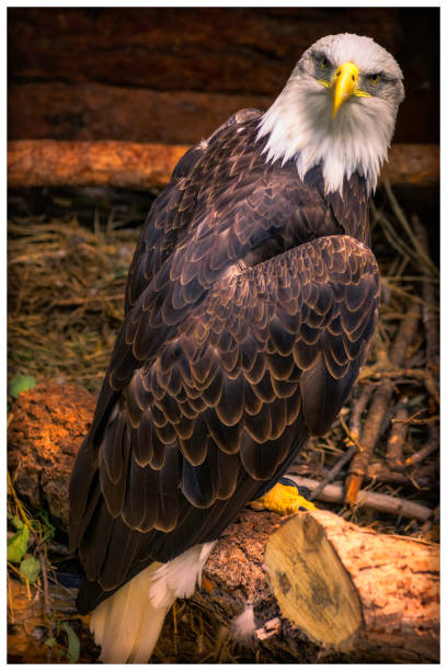 l'aquila - north america bald eagle portrait vertical foto e immagini stock