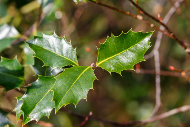 istock Green Holly Leaves 1141348902