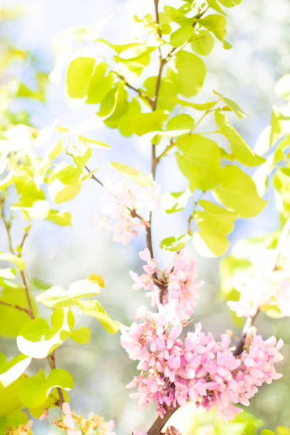 istock Spring background with pink blossom and green tree leaves. Natural background. 1141348918