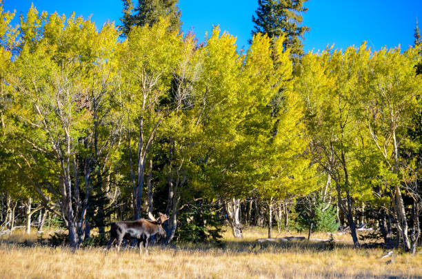 istock Moose and Autumn colors as aspen tree change in Colorado 1141349662