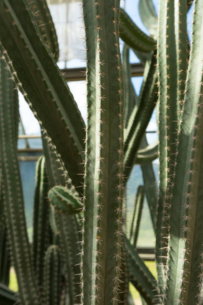 Cereus Validus Haworth cactus in a garden Cereus Validus Haworth cactus in a green house. lindsay stock pictures, royalty-free photos & images