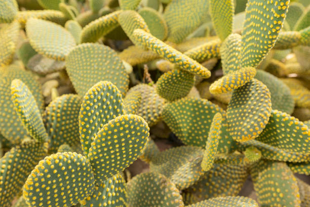 istock Blind Prickly Pear Cactus in the botanical garden. 1141350770