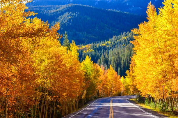 istock Autumn colors as aspen tree change in Colorado 1141351033
