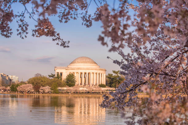 istock Washington DC cherry trees, footpath, Tidal Basin lake, Jefferson Memorial 1141352290