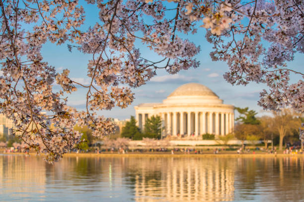 istock Washington DC cherry trees, footpath, Tidal Basin lake, Jefferson Memorial 1141352291
